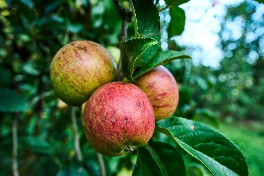 Nature Charm & Fruit Delights, Multi-Generation Celebratory Home -Try, Relax, Repeat - Sellindge Ashford  Esterno foto