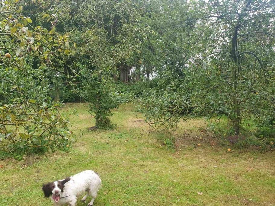 Nature Charm & Fruit Delights, Multi-Generation Celebratory Home -Try, Relax, Repeat - Sellindge Ashford  Esterno foto