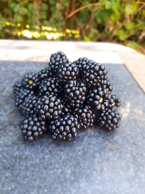 Nature Charm & Fruit Delights, Multi-Generation Celebratory Home -Try, Relax, Repeat - Sellindge Ashford  Esterno foto