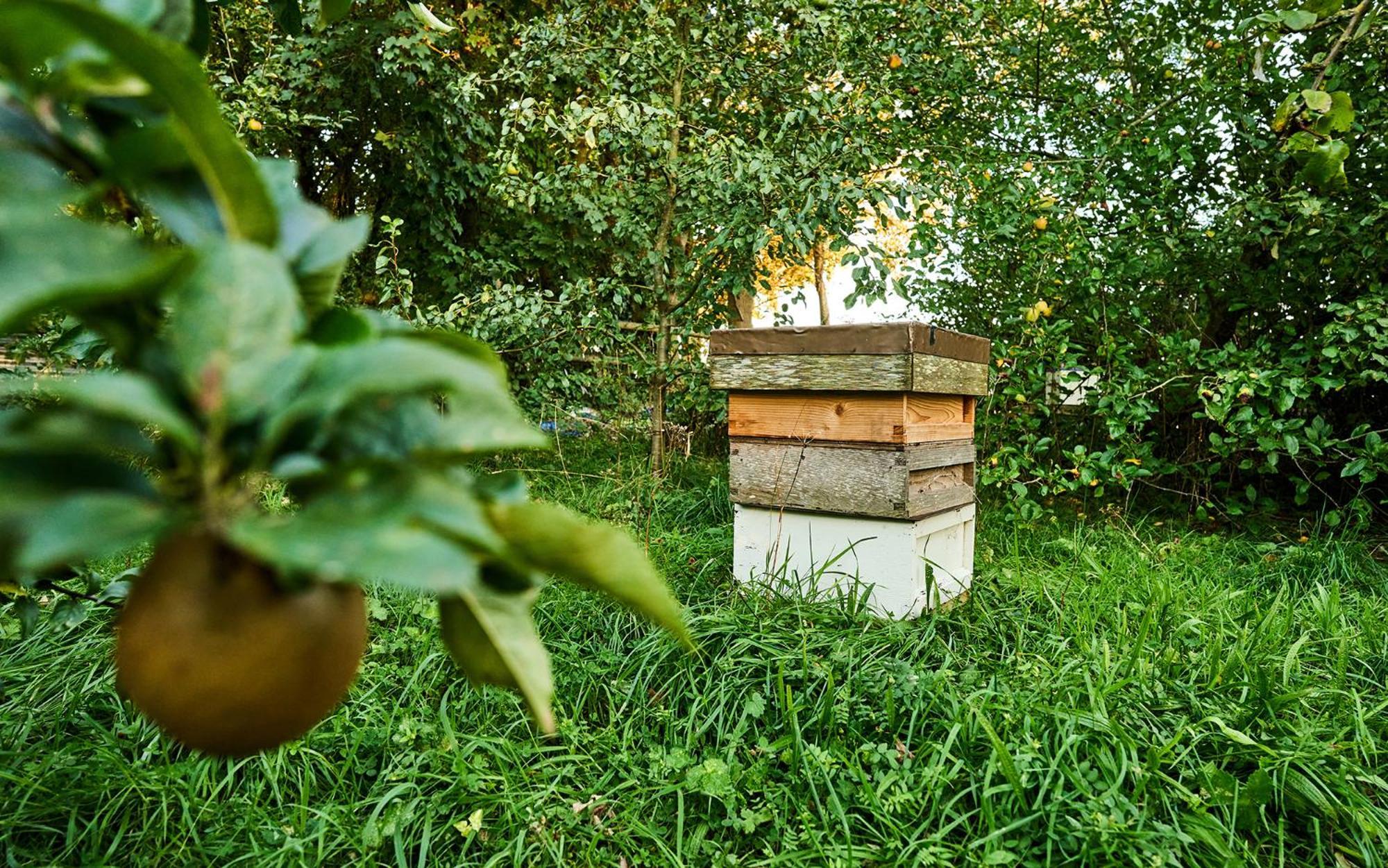 Nature Charm & Fruit Delights, Multi-Generation Celebratory Home -Try, Relax, Repeat - Sellindge Ashford  Esterno foto
